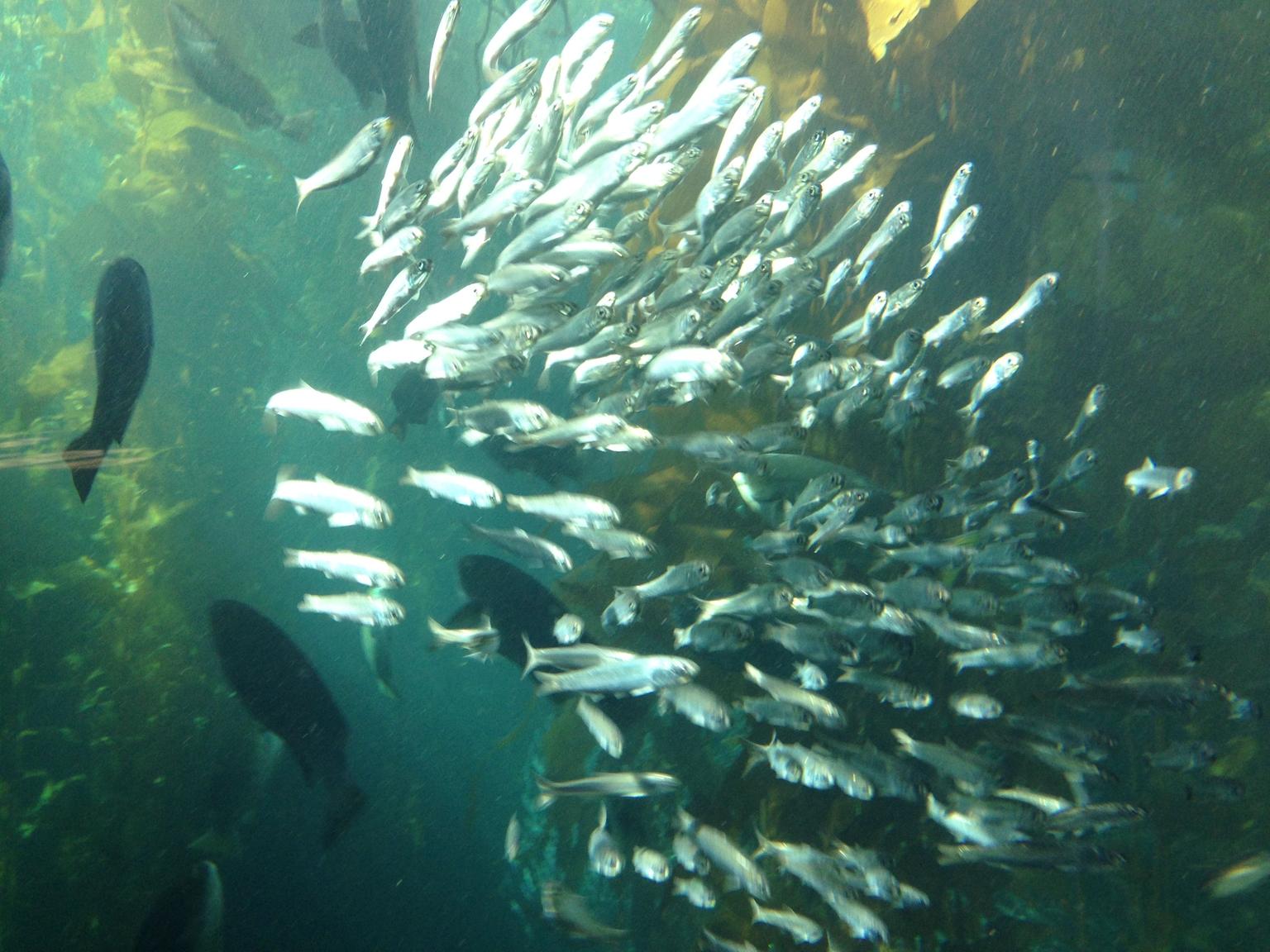 Burst of fish in Monterrey Aquarium