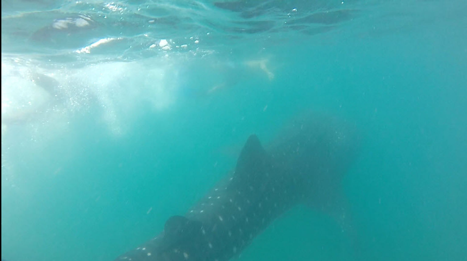Whale shark!