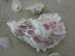 Photo of Everglades Shells It never occurred to me the Everglades would have pretty sea shells., kellythepea - May 2014