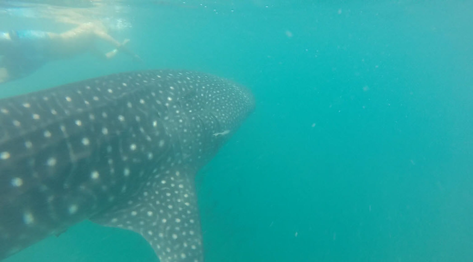 Whale shark!