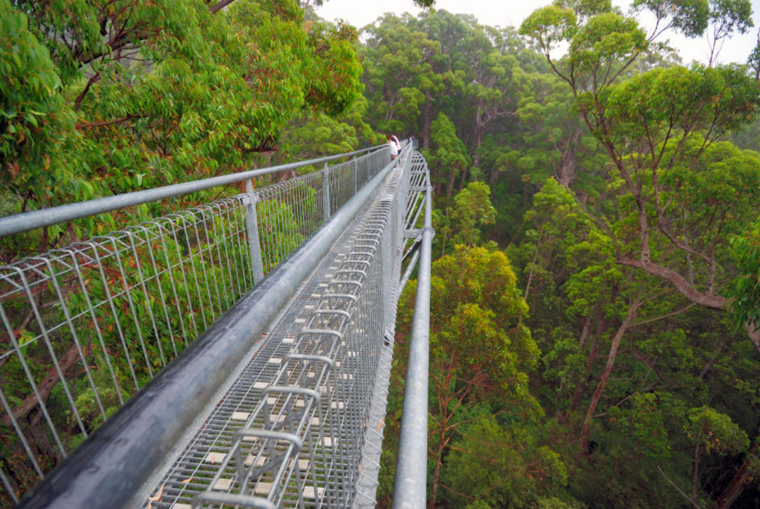 Treetop walk path, Valley of the Giants