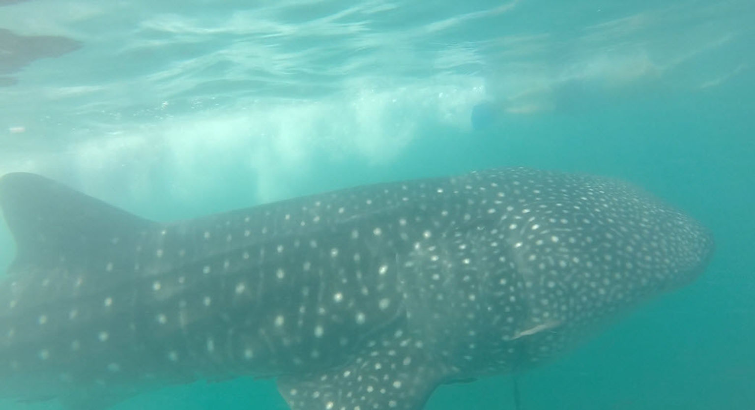 Whale shark!
