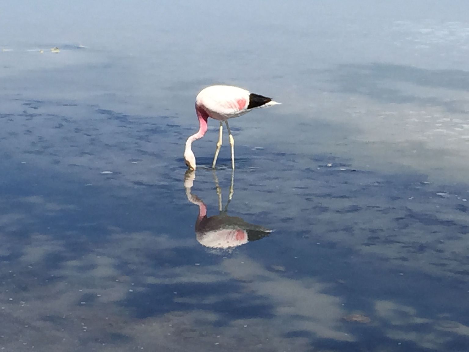 Flamingo reflexion