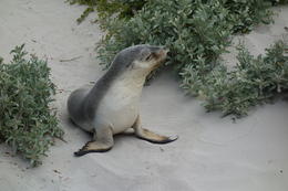 Photo of Sea Lion Pup! At Seal Beach Viewing Sea Lions at Seal Beach on Kangaroo Island. Pier puts you right among the Sea Lions. From small pups to the large (700lb) bull males , Michael Y - January 2014