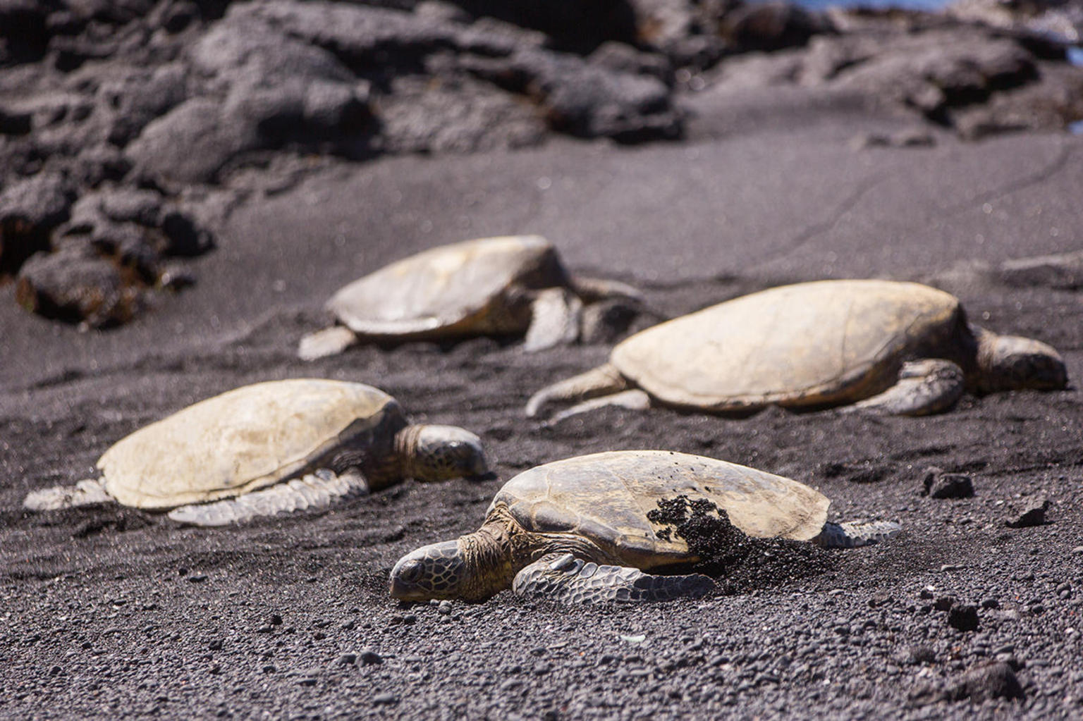 BigIslandDayTripVolcanoesNationalParkfromOahu_BigIsland_Hawaii_012.JPG