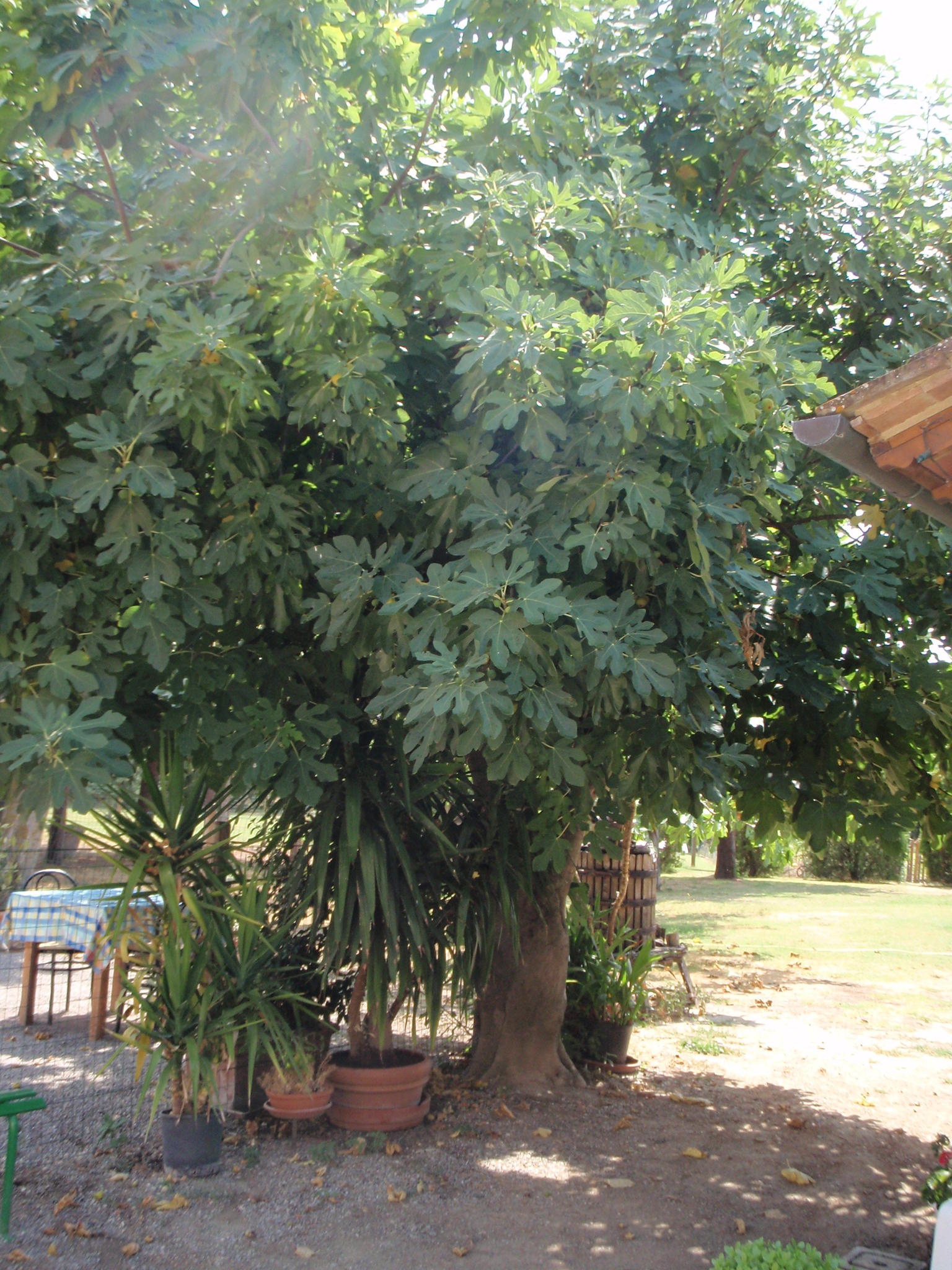 Fig tree at restaurant