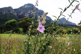 Photo of Kirstenbosch Botanical Garden Flowers at the lovely Kirstenbosch Botanical Garden , BethanieKay - April 2016