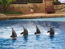 Photo of Ushaka Marine World - Durban Dolphins are exceptionally cute – and fully deserve all the fish they keeping getting fed as they show off. - February 2010