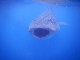 Photo of Whale shark feeding Shortly after I got into the water I saw this fellow coming toward me. He's only interested in eating plankton, not me ! , lmfsport - August 2016