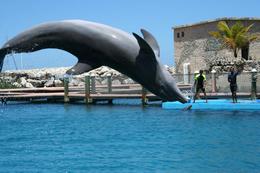 Photo of Dolphin show at Ocean World - high dive! Dolphin show at Ocean World - high dive! - September 2011