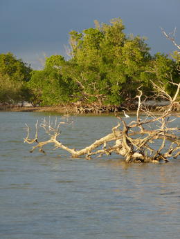 Photo of Everglades Scene A scene from kayaking in the Everglades - lots of pretty little islands., kellythepea - May 2014