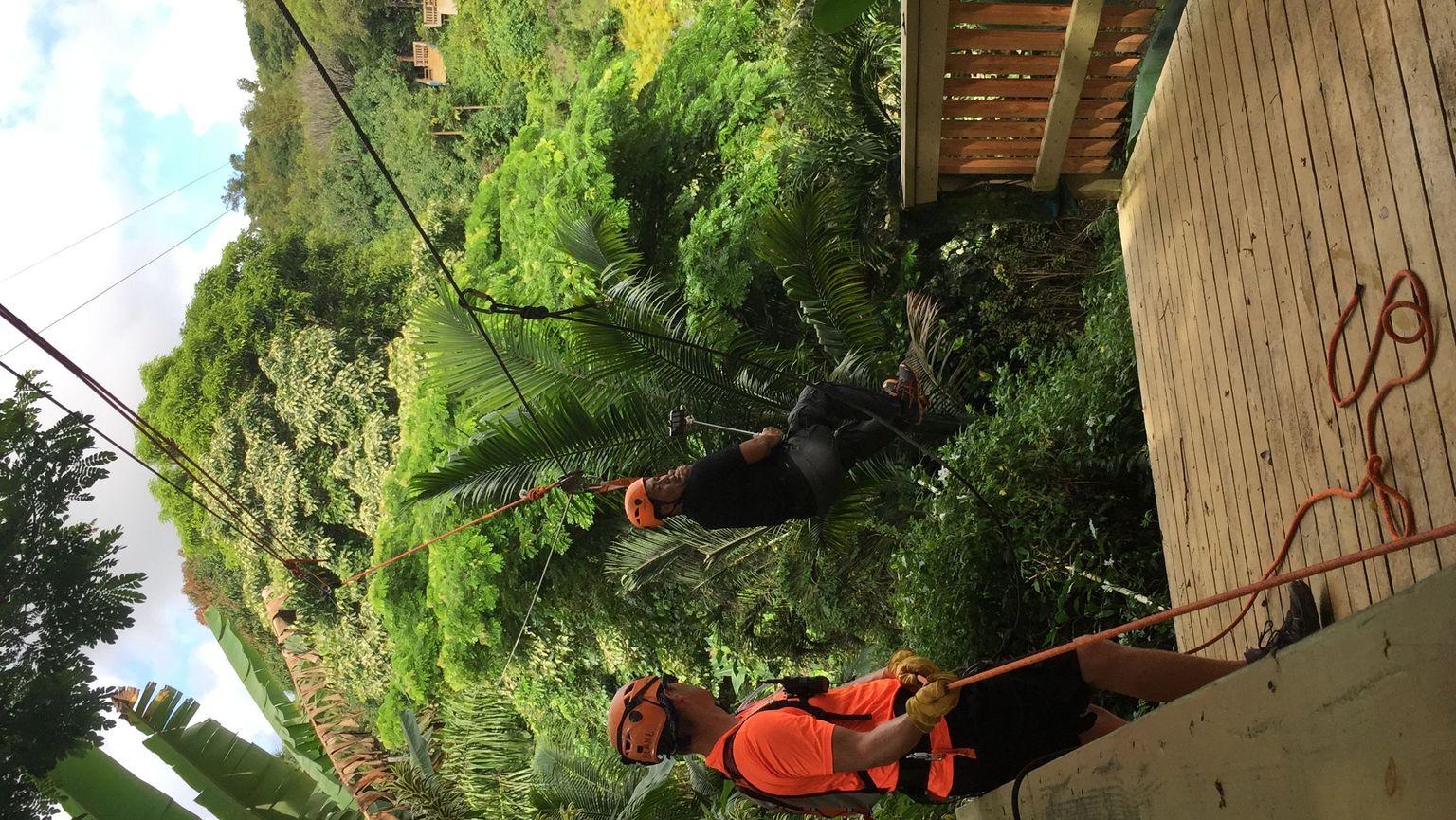 Awesome cruise through the treetop!