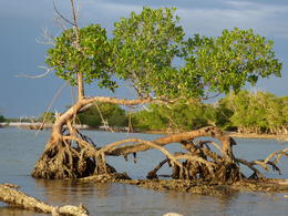 Photo of Crazy Tree Roots Lots of mangrove like tree root craziness going on in the Everglades., kellythepea - May 2014