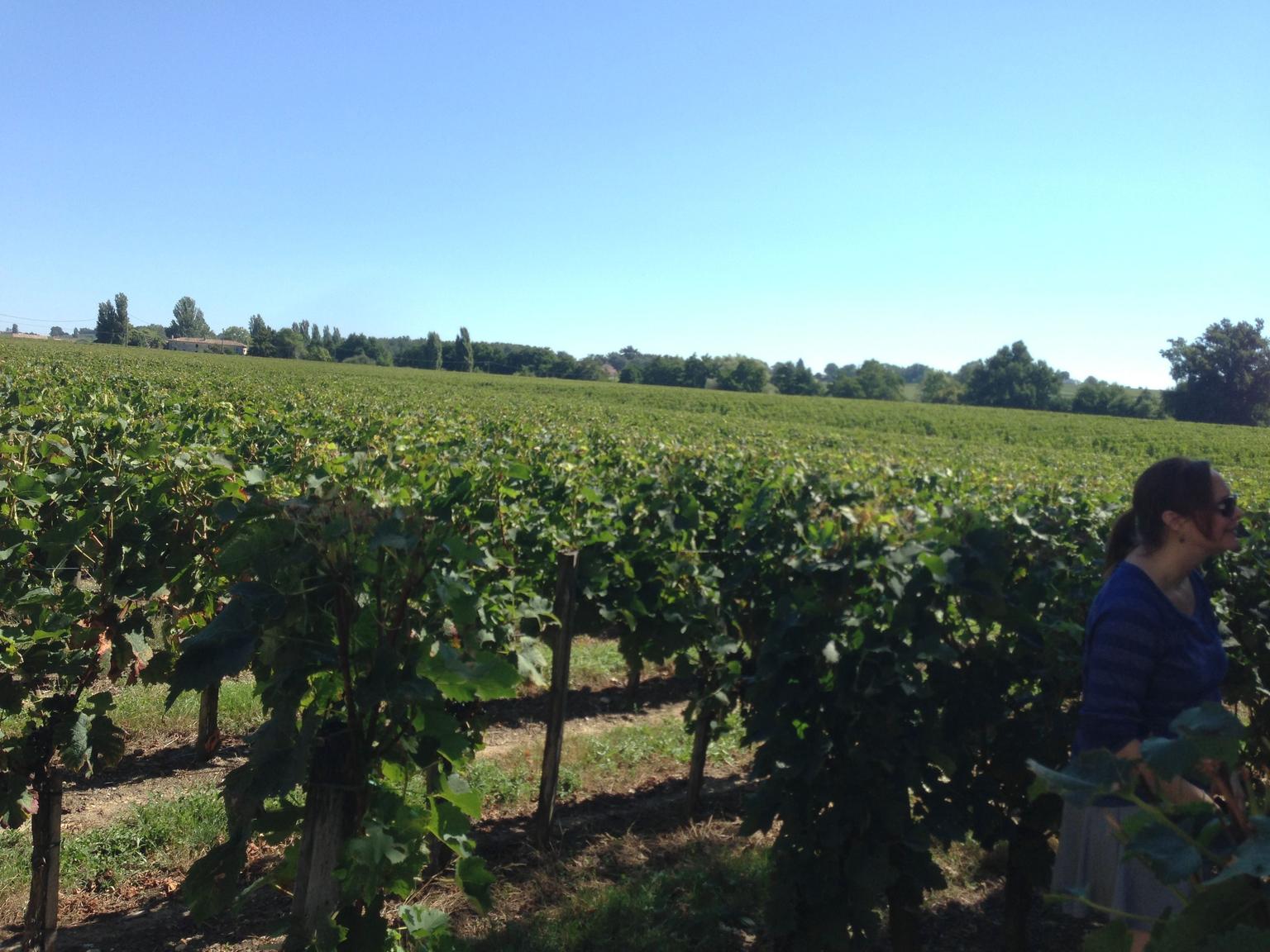 Dining in the Vineyard