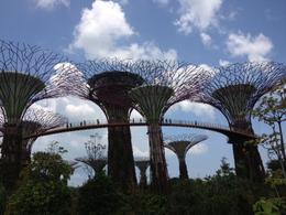 Photo of Gardens by the Bay A day shot of the Garden. Very beautiful and worth visiting before you go to the night show. , Kerrin G - April 2014