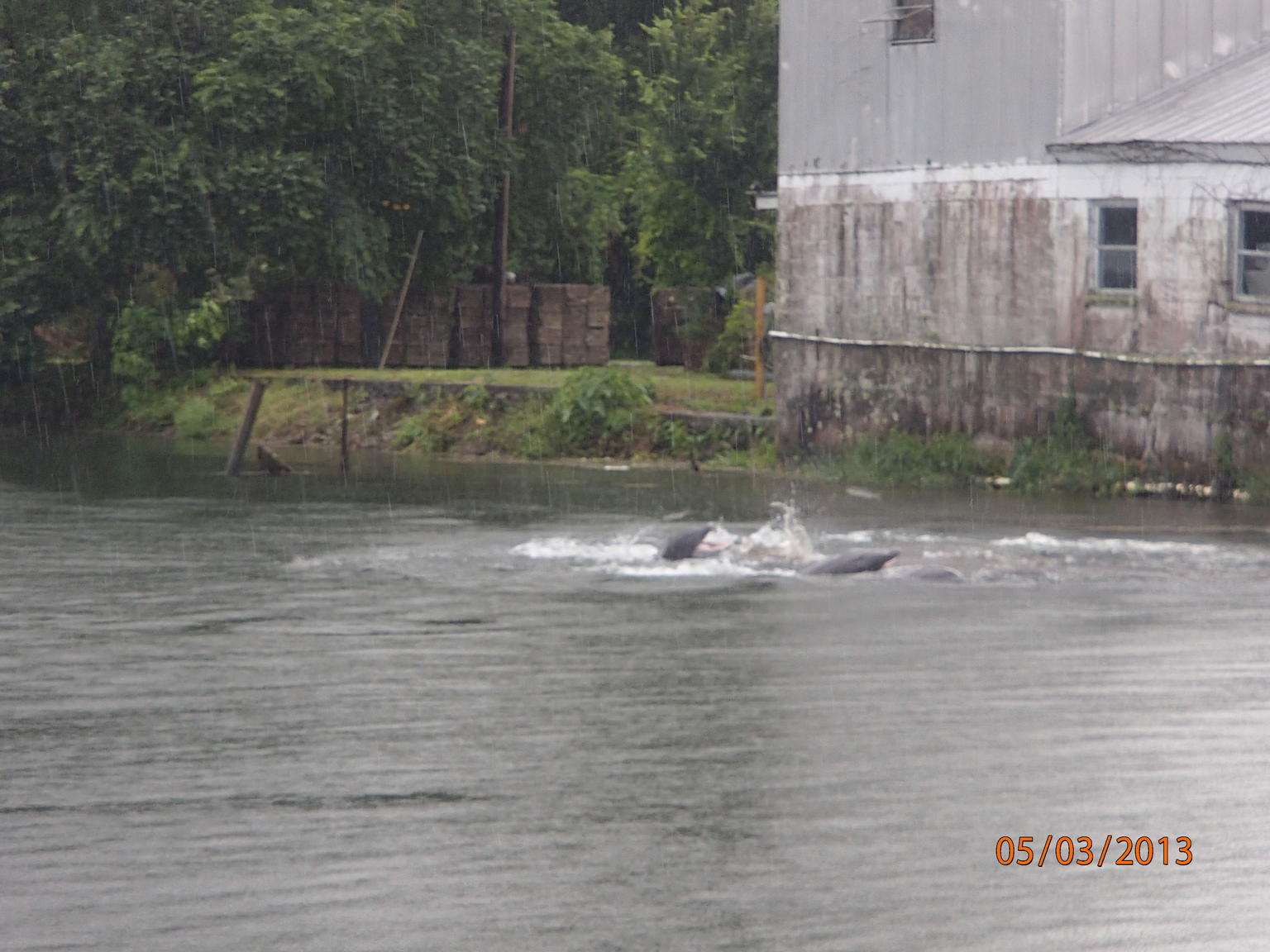 the dolphins