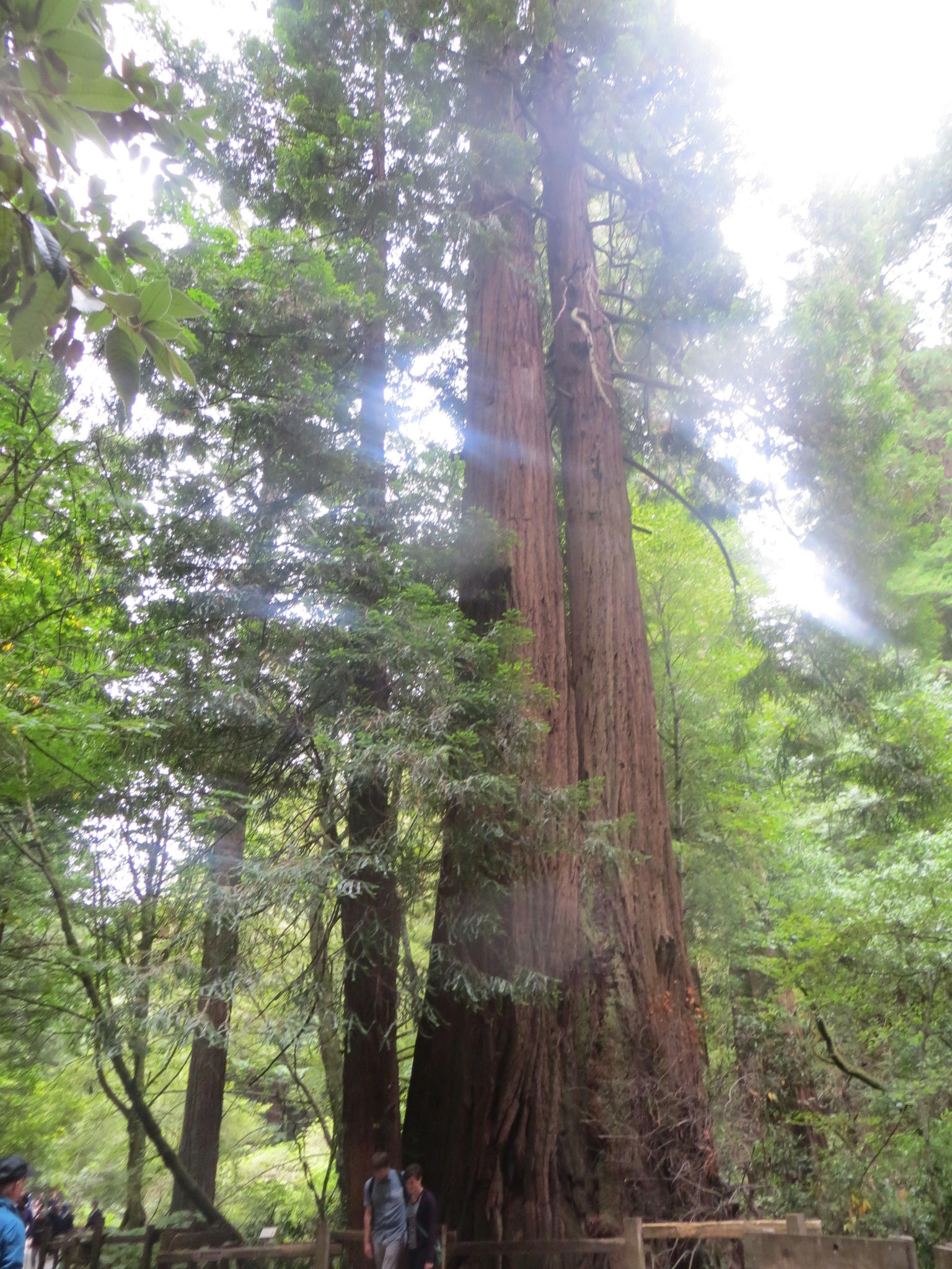 Muir Woods