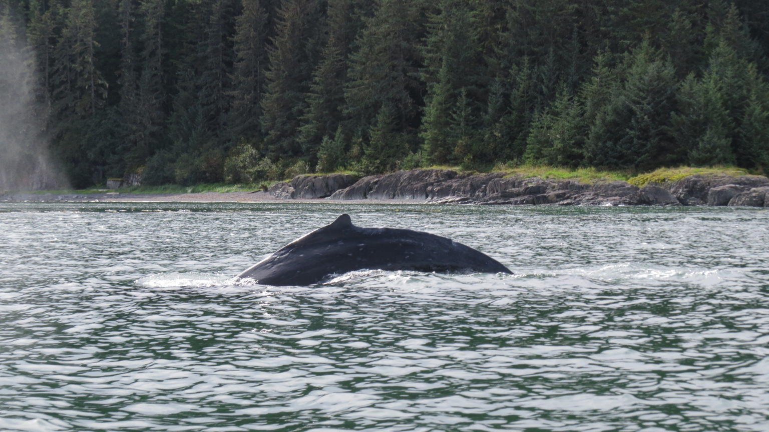 Humpback whale