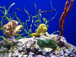 Photo of Seahorses, California Academy of Sciences Seahorse and sea plants on display at the California Academy of Sciences, SF - November 2009