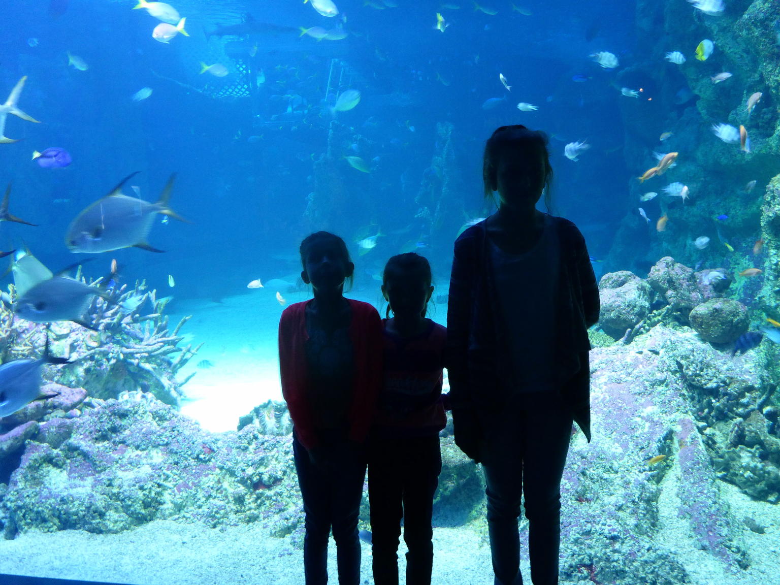 The kids loved the amazing tanks with all the fish  and  sharks.