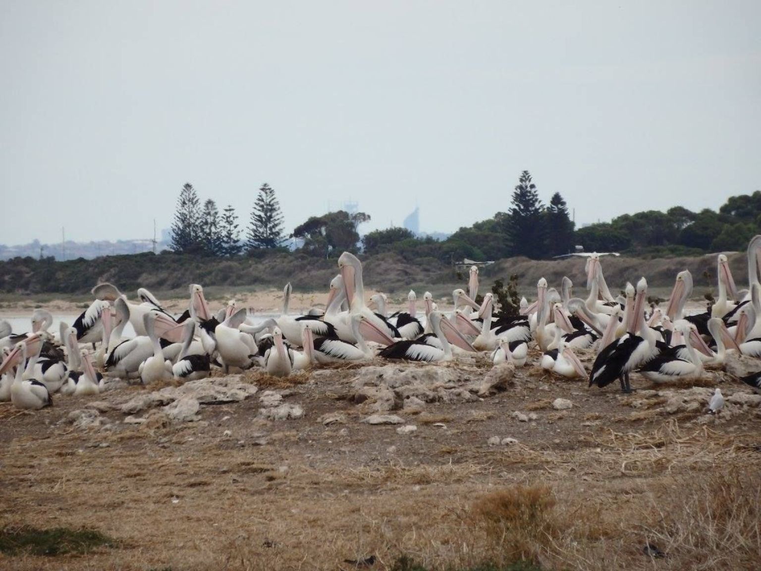 Pelicans