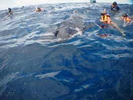 Photo of Photo from outside the water Here are a group of people in the water checking out the huge whale shark right in the middle of them...incredible !! , lmfsport - August 2016