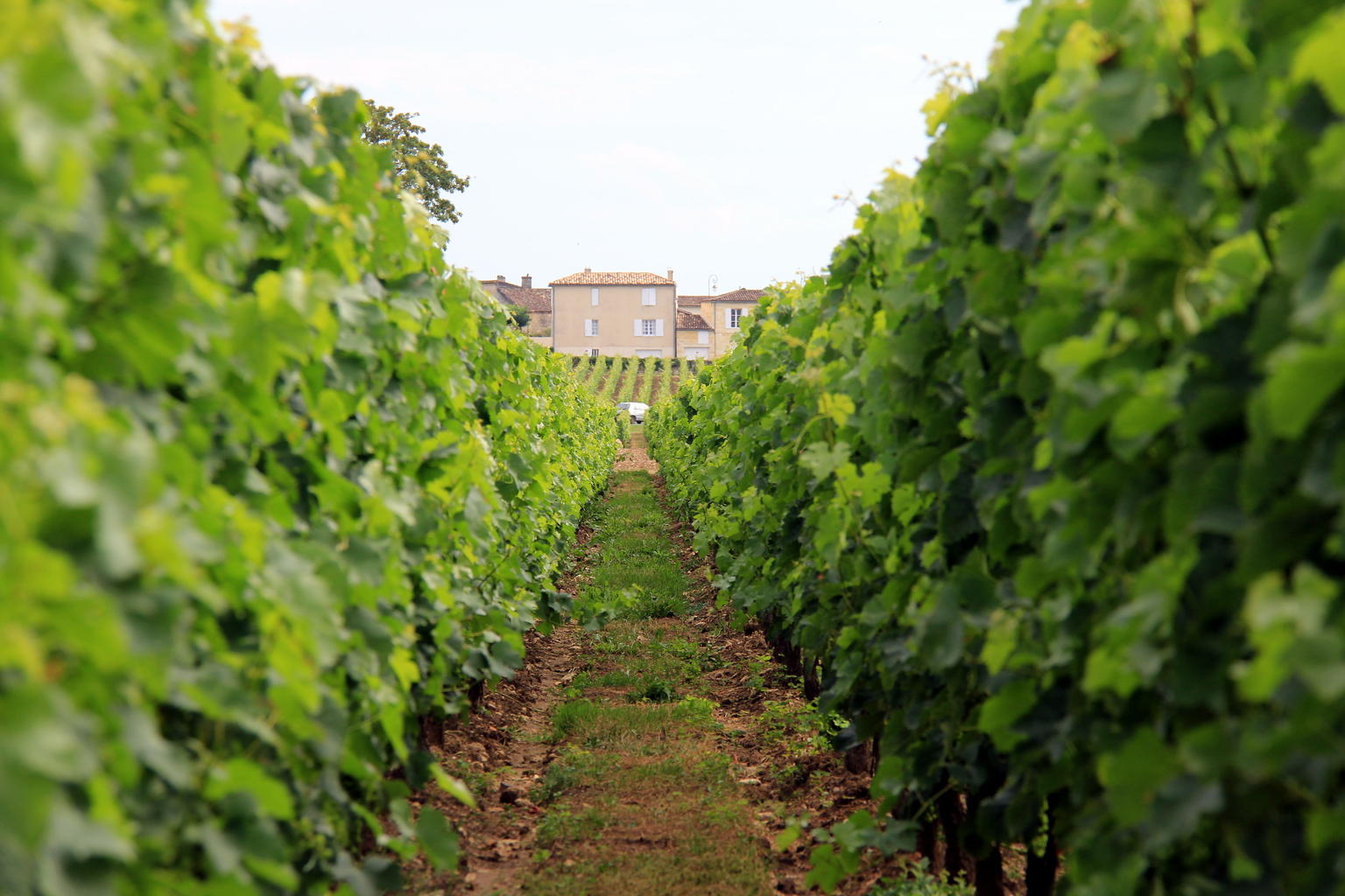 Vineyards
