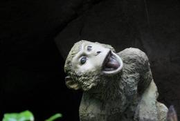 Photo of Funky Monkey There were these small statues of monkeys along the walking paths of the mountain - June 2012