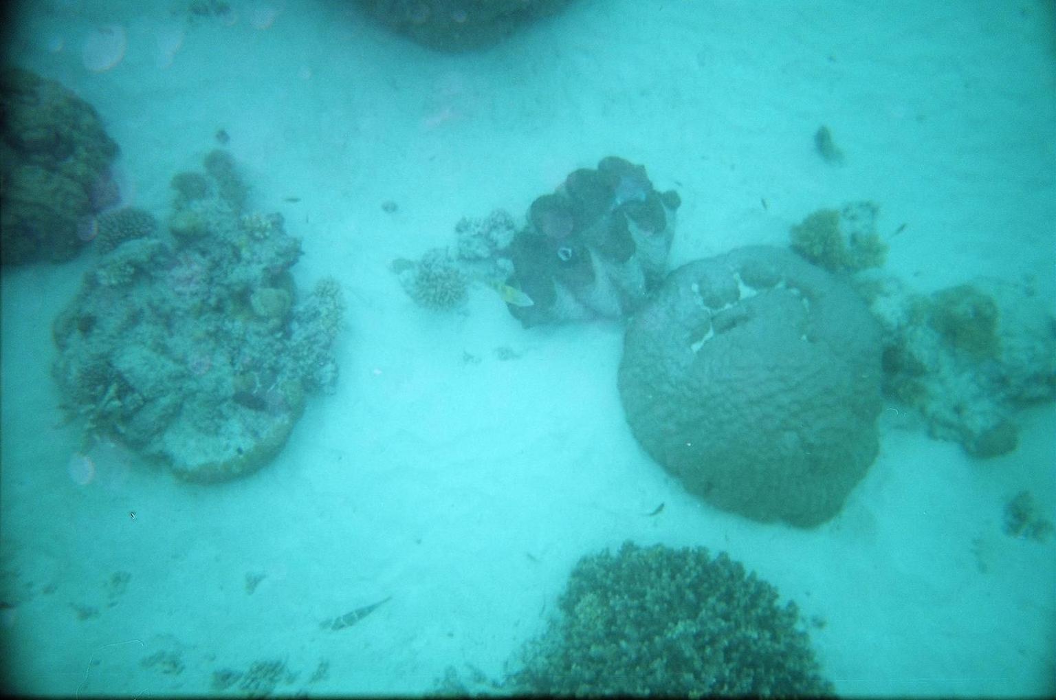 Giant Clam