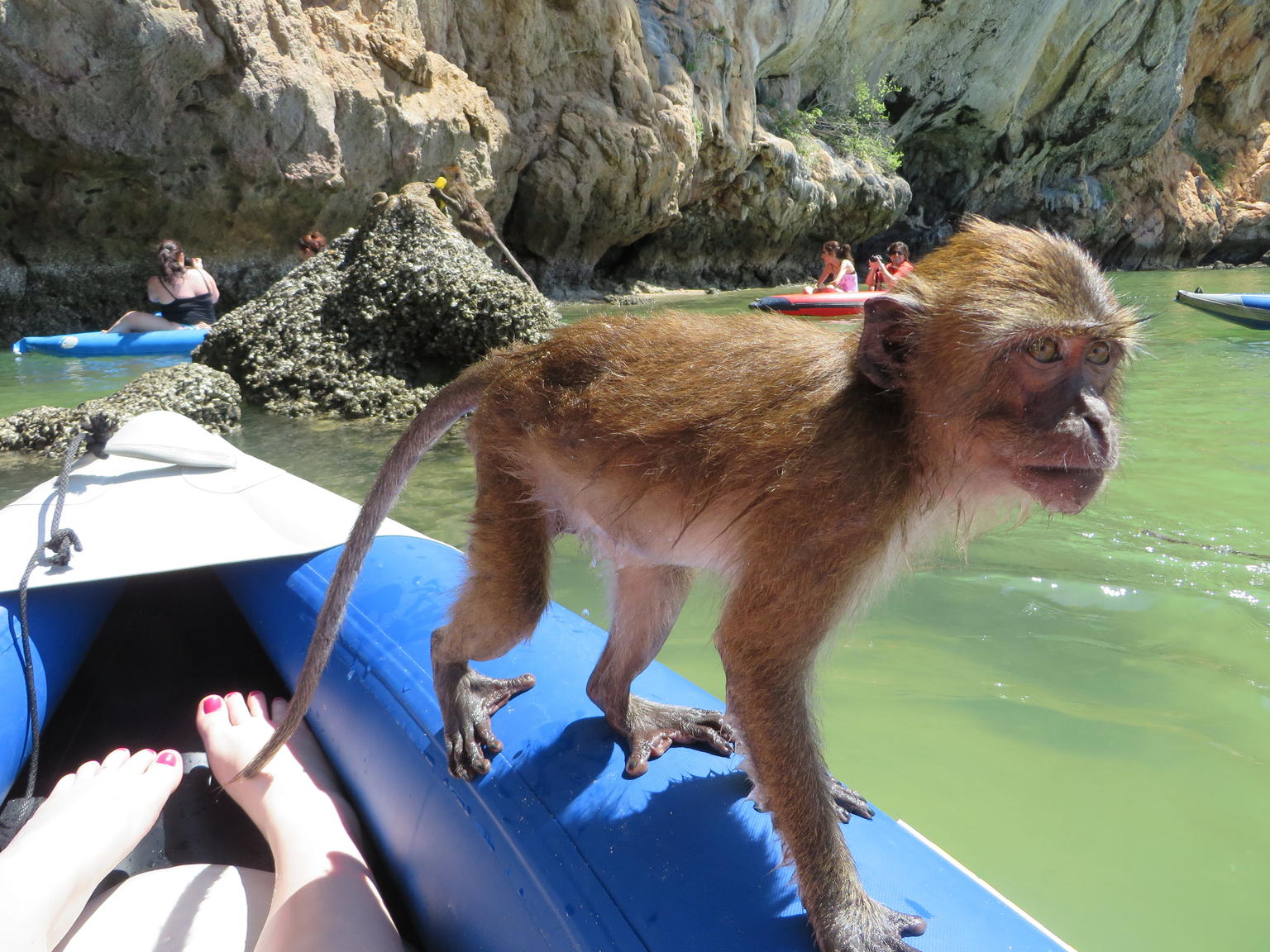 Monkey on our kayak