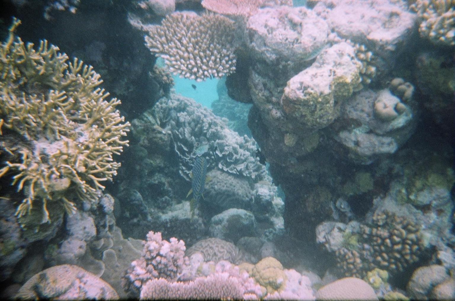 Coral at Agincourt Reef