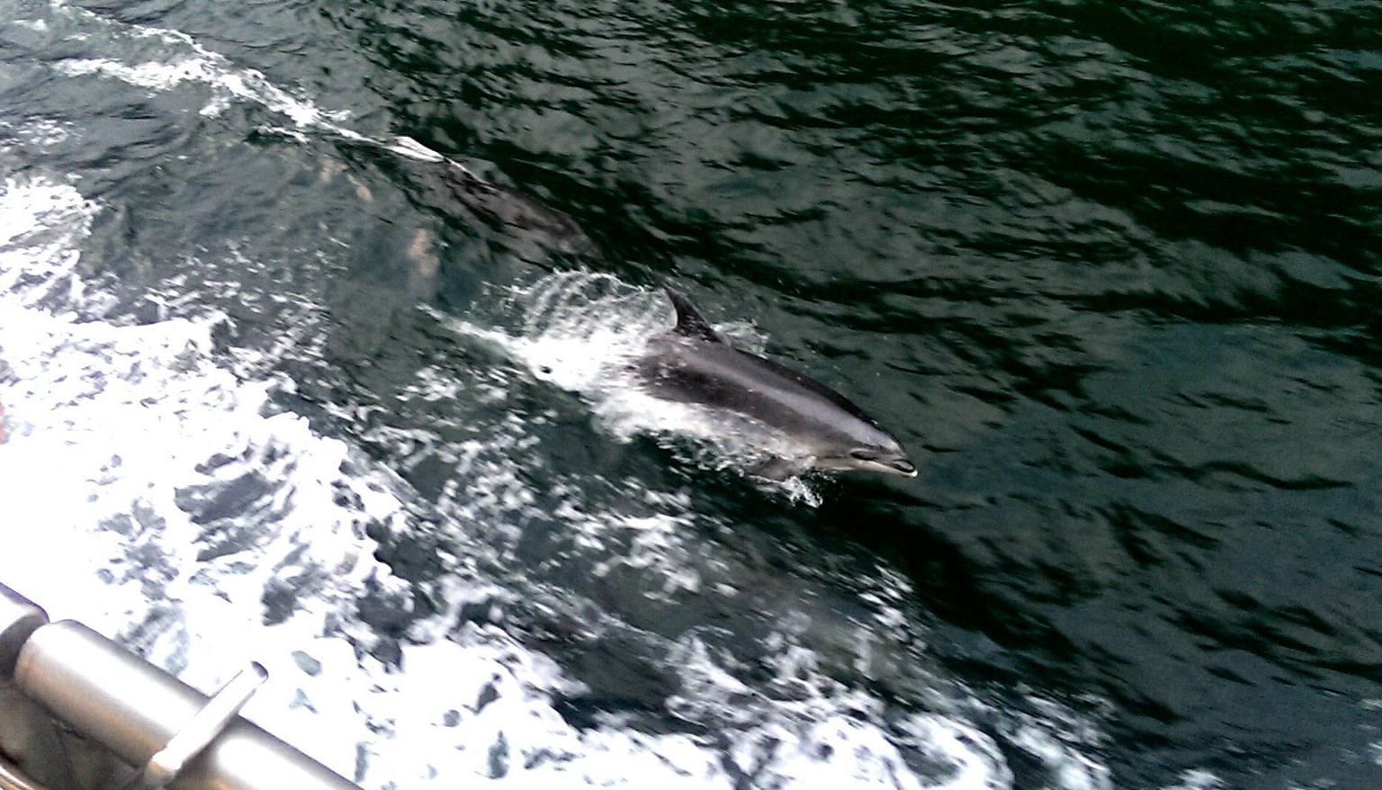 Dolphins swimming alongside.