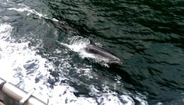 Photo of Dolphins swimming alongside. A small pod of 4 dolphins swam alongside for nearly half an hour. , darren g - April 2014