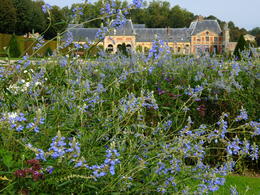 Photo of Late summer flowers at Vaux le Vicomte Because I am a passionate gardener, I focused on the plantings at the two chateaus. The building in the background of this photo is the pretty stables at Vaux le Vicomte, with lovely late summer ... , Gillian A - October 2013