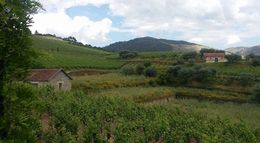 Photo of The vineyard tour Vineyard at the Croft Winery, one of the oldest Port wineries in Portugal. , Kenneth N - June 2016
