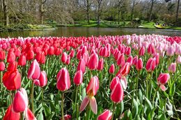 Photo of More Keukenhof tulips Great patch ready to bloom. I can just imagine what these looked like a week later! , John D - April 2015