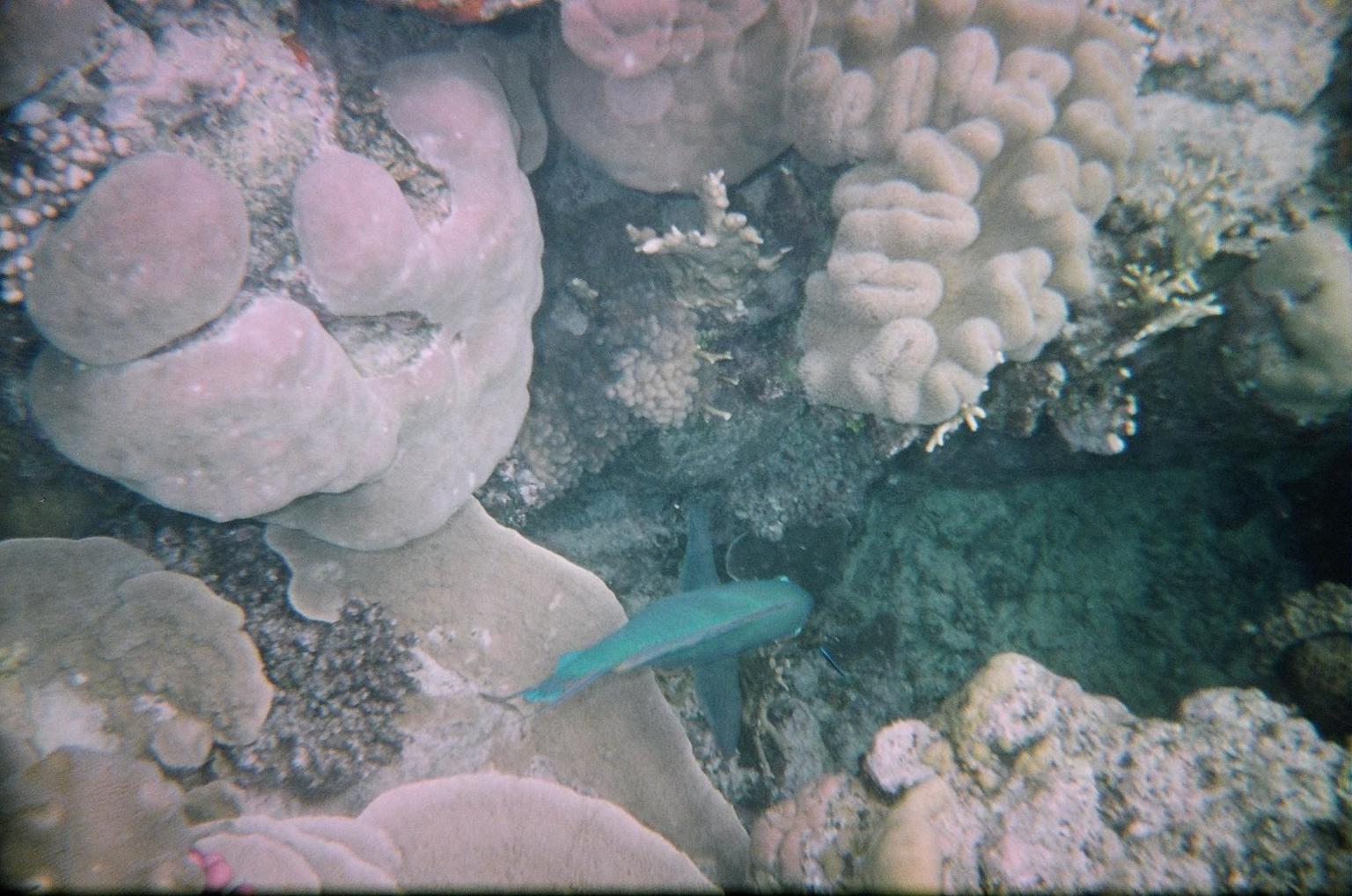 Parrott Fish Agincourt Reef