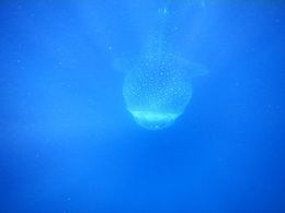 Photo of The whale shark feeding All the whale sharks are there to feed on plankton. They are completely harmless to us and SO beautiful to see. , lmfsport - August 2016
