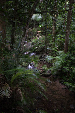 Photo of Daintree Rain Forest A typical scene in the world's oldest rain forest. The lush, dense vegetation is magnificent and forbidding. Once seen, it will never be forgottten. , Brian W - August 2016