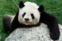 Photo of Great Panda, Tiergarten Schonbrunn Zoo, Vienna Great Panda chilling, Tiergarten Schonbrunn Zoo, Vienna - November 2011