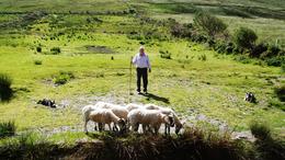 Photo of Sheep Dog Demonstration One of the most extraordinary things I've ever seen, possibly more impressive than the scenery!! , Chad B - June 2014