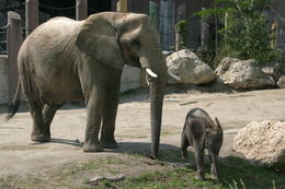 Photo of Elephants, Tiergarten Schonbrunn Zoo, Vienna Adult female and young male elephants, Tiergarten Schonbrunn Zoo, Vienna - November 2011