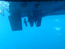 Photo of Getting to the bottom of things! This is close enough I think - our transfer boats propeller! , Rosemary G - February 2015