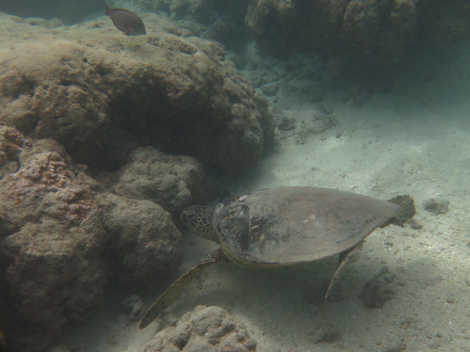Green Sea Turtle