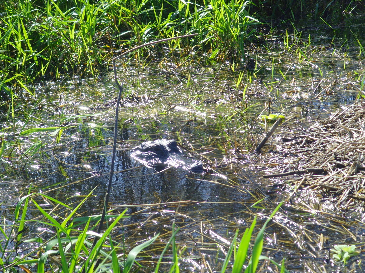 Female alligator