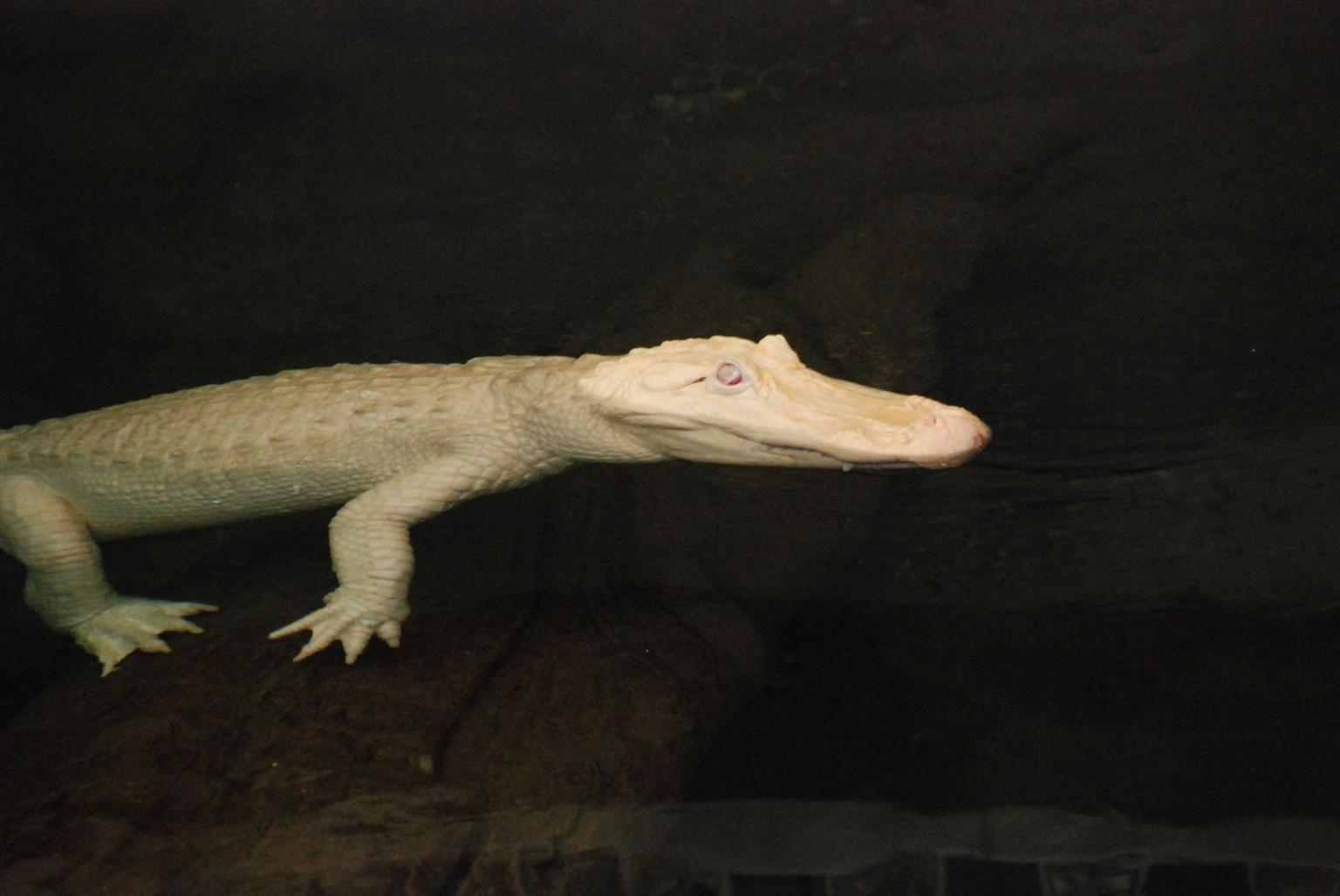 Claude, the Albino Alligator