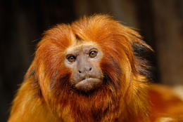 Photo of Golden Lion Tamarin, Singapore Zoo A golden lion tamarin (Leontopithecus rosalia) at the Singapore Zoo - May 2011