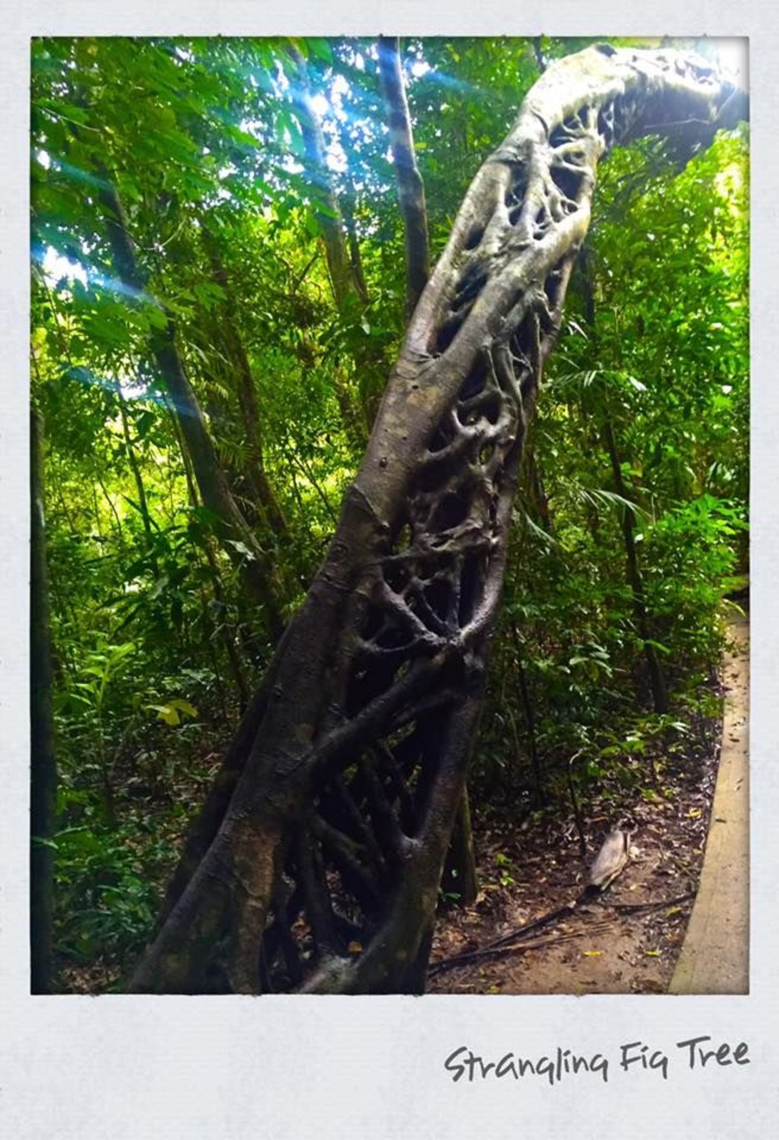 Strangling Fig Tree