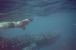 Photo of Snorkeling with Whale Sharks, Cancun, Mexico This was the MOST surreal experience of our lives. Make this happen if you go to the Yucatan peninsula. You will not regret it. Amazing is simply an inadequate word. lifeforeverchanged , springdimartino - August 2016