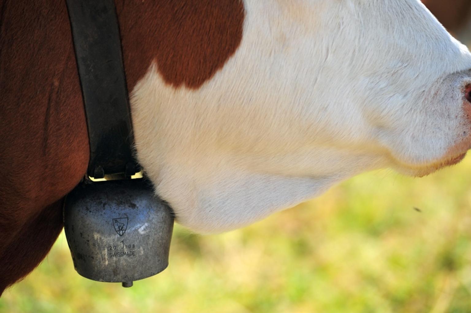 Cow bell at Kleine Scheindegg